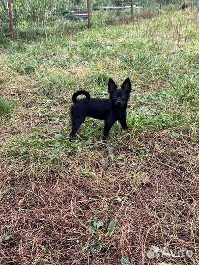 Подрощенные девочки тоя