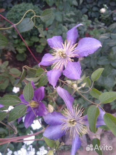 Клематисы, кампсис саженцы зкс