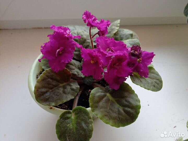 Цветы фиалки и бегония