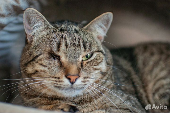 Кошка в добрые руки