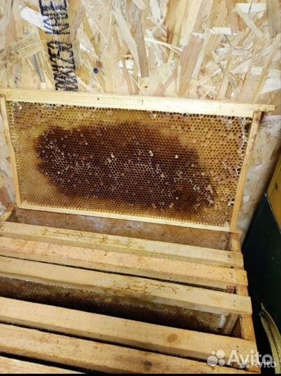 Сушь для пчел