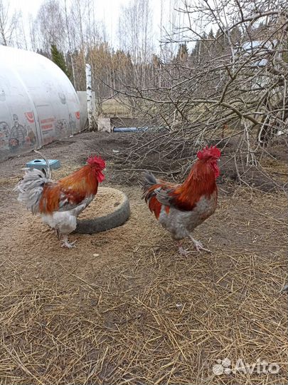 Петухи разных пород