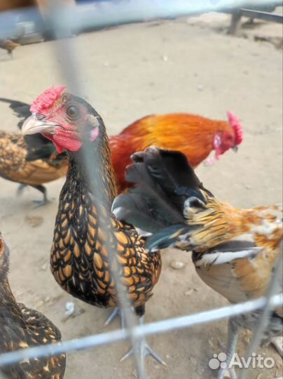 Петух сибрайт