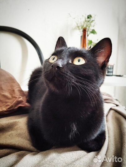 Милена в поиске дома