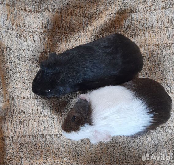 Морские свинки мальчики