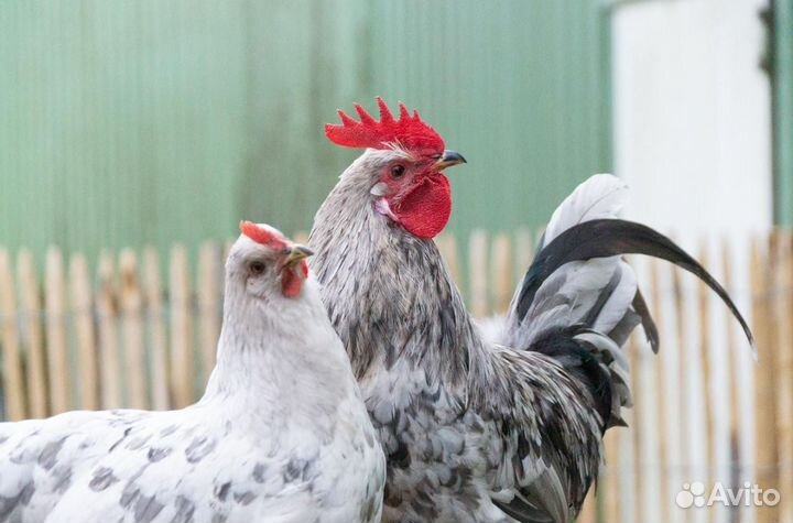 Сильверуддс Блю (Чистокровная Шведская несушка)