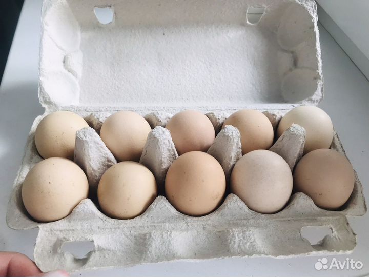 Домашние куриные яйца