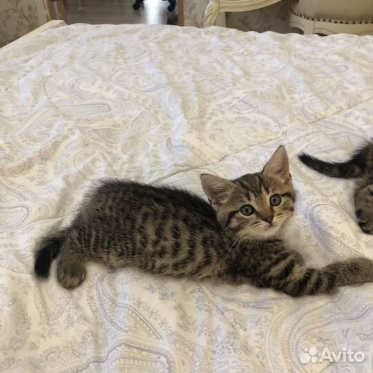 Британские котята