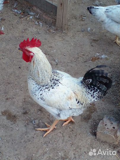 Молодые петушки