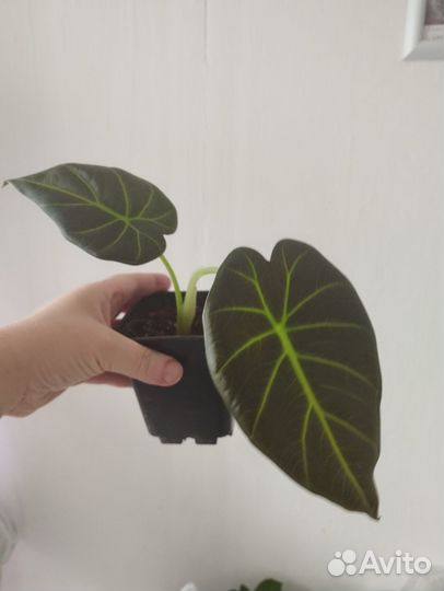 Алоказия регал шилдс