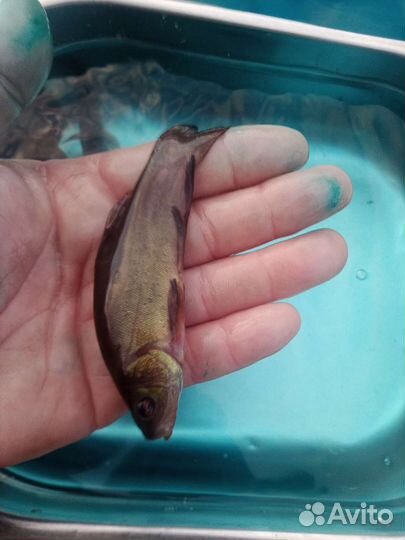 Малек линя (сеголеток)