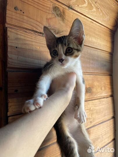 Котенок от абиссинской кошки