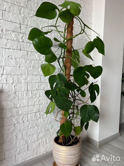 Монстера деликатесная