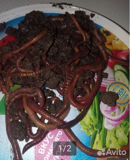 Черви для рыбалки