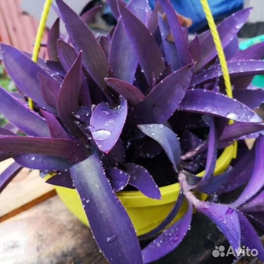 Комнатные цветы, растения разные