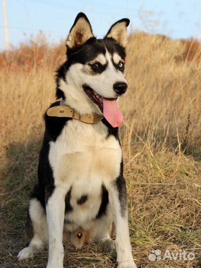 Собака Михась