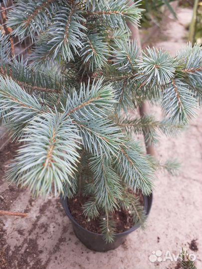 Елочка голубая