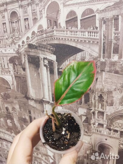 Аглаонема Crete