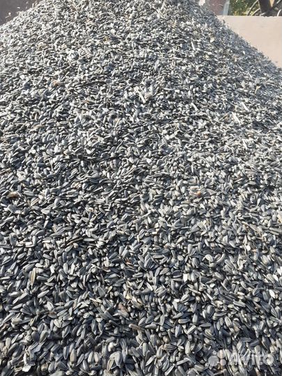 Семечки подсолнечника