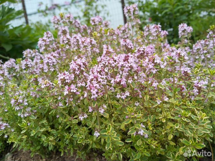 Тимьян лимонный (чабрец). Многолетник. Ароматный