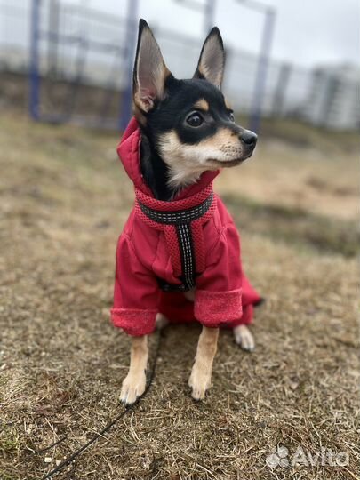 Курточка для мелких пород собак