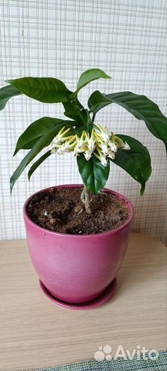 Хойя мультифлора