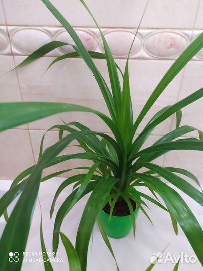 Пальма панданус