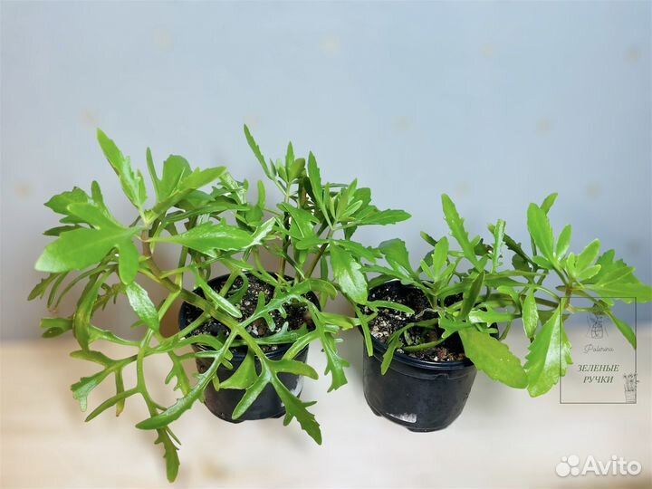 Каланхоэ рассеченнолистное (Оленьи рога)