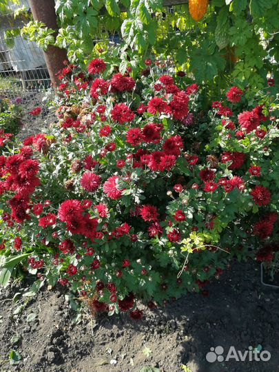 Хризантемы