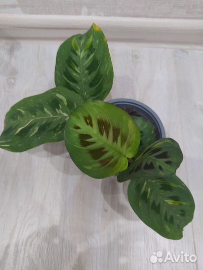 Комнатные растения