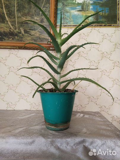 Алоэ столетник