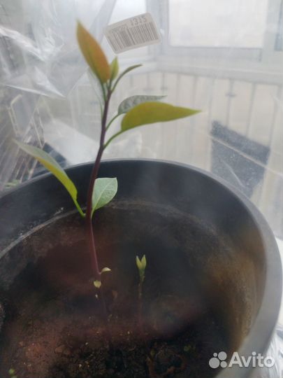 Авокадо взошел март 24 года