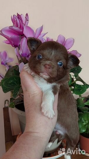 Щенки чихуахуа