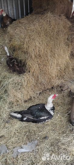 Мускусные утки