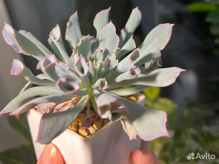 Эхеверия трампет пинки