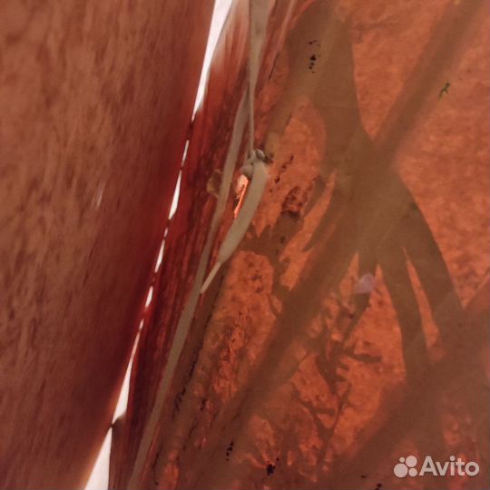 Картина Веер