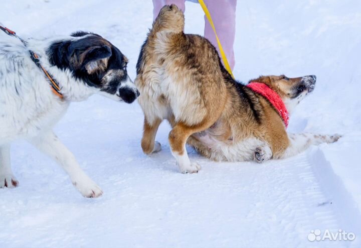 Небольшие собачки