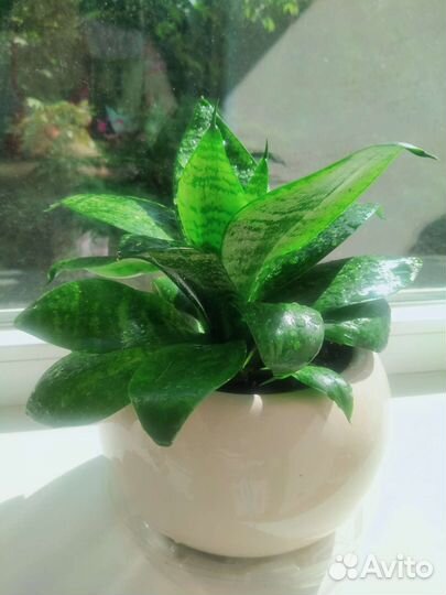 Укоренённые отростки Толстянки и Сансевиерии