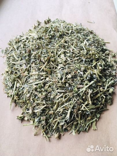 Якорцы стелющиеся