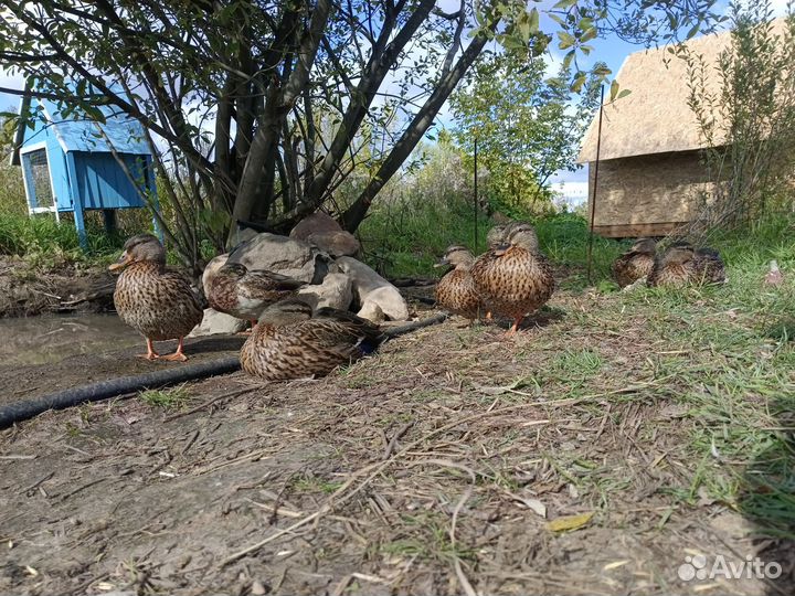 Подсадные утки