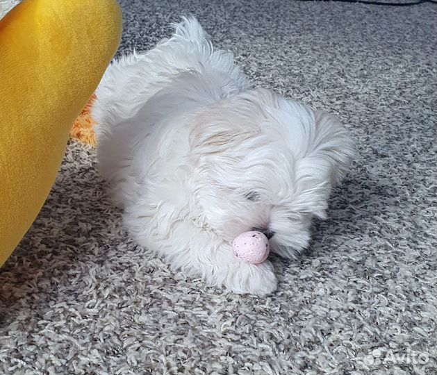 Щенки Мальтезе