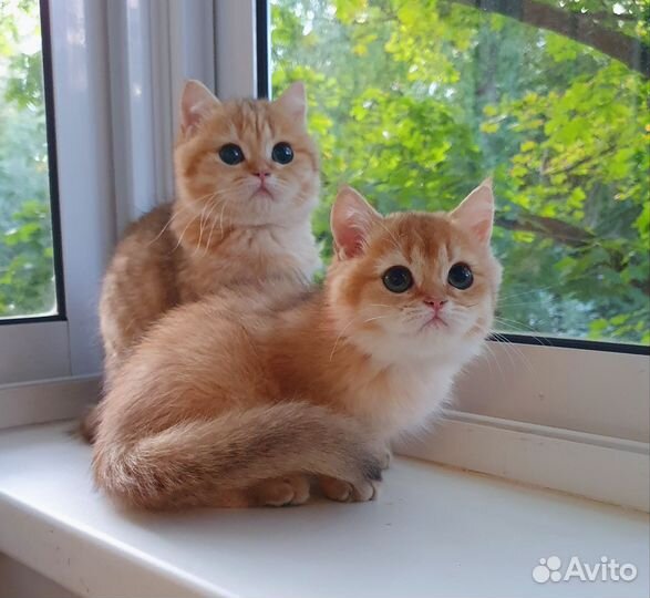 Золотые британчики- goldn bri