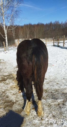 Навоз конский мешок