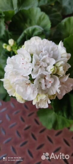 Пеларгонии