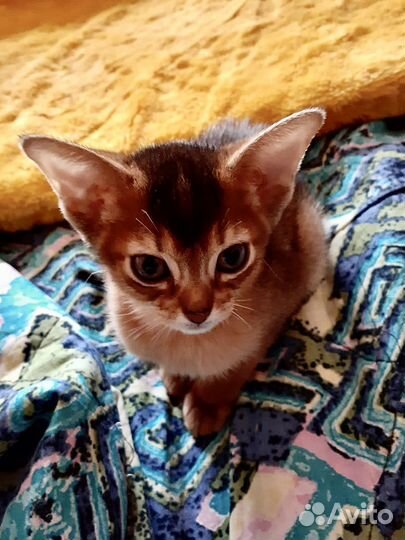 Абиссинская принцесса