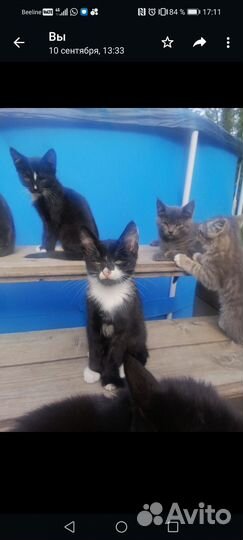 Котята в добрые руки