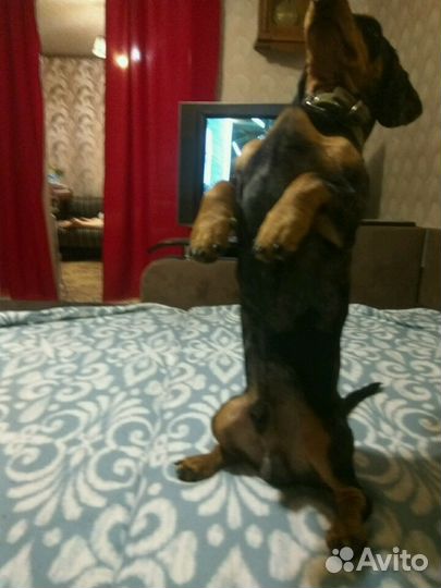 Такса вязка