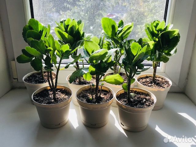 Комнатные домашние растения