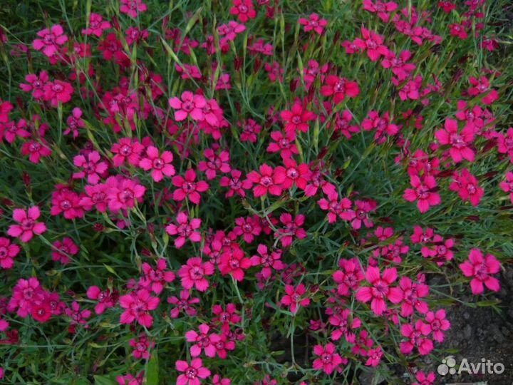 Растения для альпийской горки