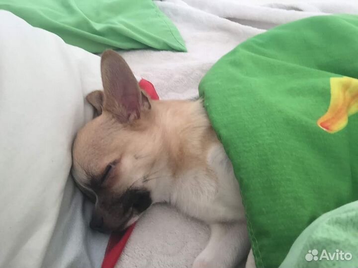 Вязка чихуахуа